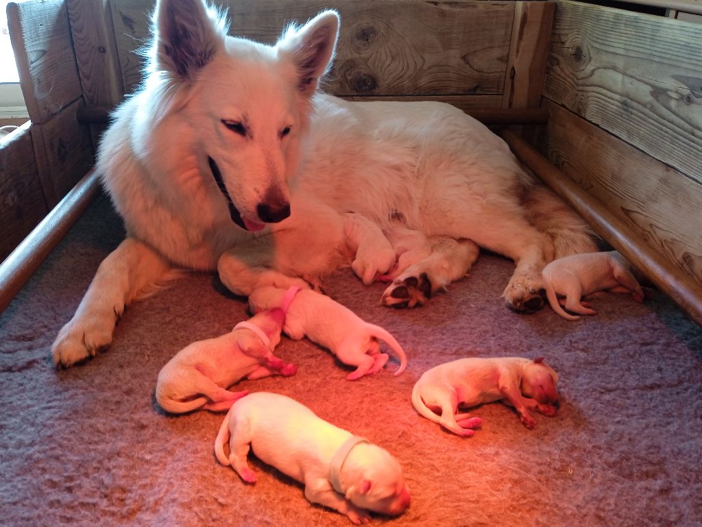 chiot Berger Blanc Suisse Des Terres De La Louve