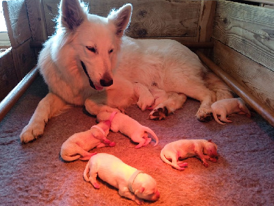 Des Terres De La Louve - Berger Blanc Suisse - Portée née le 11/06/2022